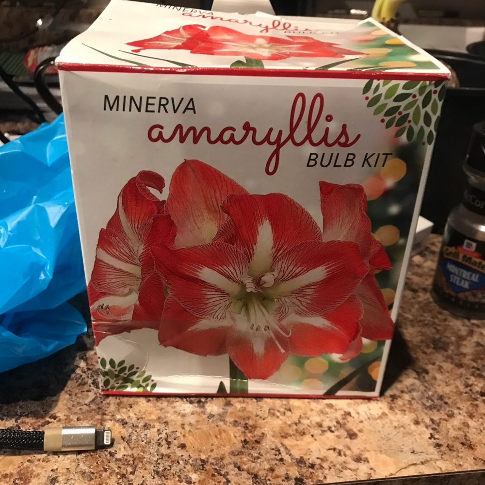 Amaryllis bulb